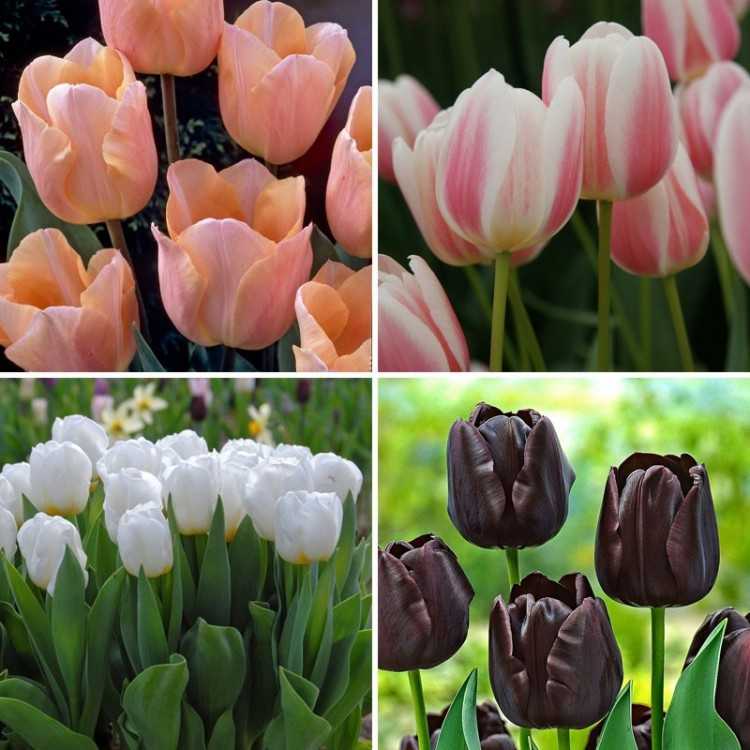 Классы тюльпанов с фото и описанием: выбираем тюльпаны для посадки в свой сад