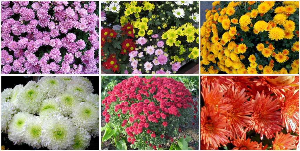 Популярные сорта хризантем: описание, характеристики, фото