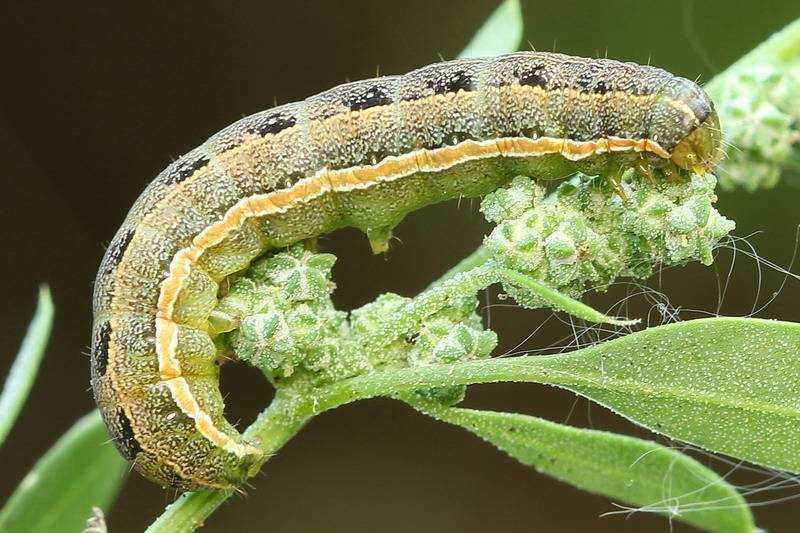 Вредители капусты: описание вредных насекомых с фото и способы борьбы