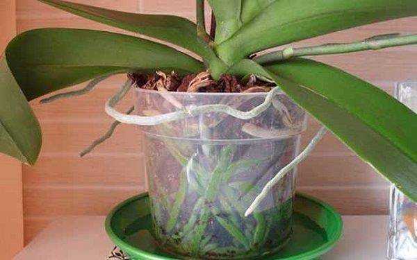 Полив орхидей в домашних условиях весной. Орхидея фаленопсис полив. Омолаживание орхидеи фаленопсис. Полив орхидеи погружением. Полив орхидей в домашних.