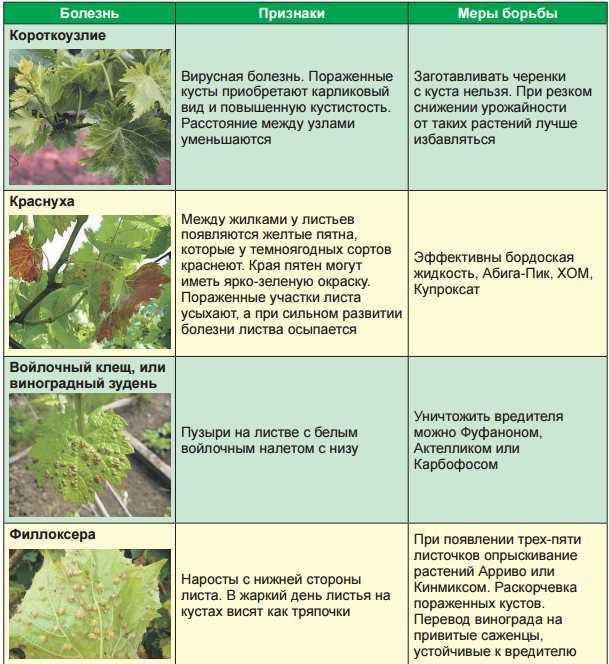 Оидиум винограда: описание болезни, фото, профилактика и лечение - vinograd-loza
