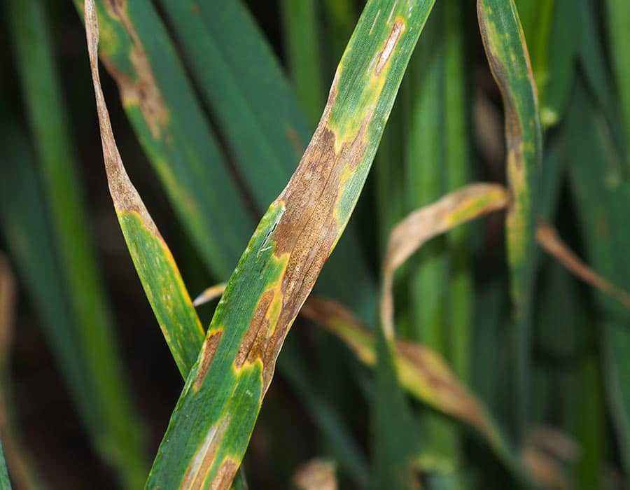 Болезни пшеницы фото и описание и лечение