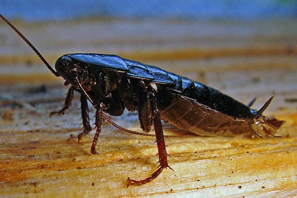 Откуда берутся тараканы? От чего они появляются в частном доме? Как заводятся в квартире? Как избежать их заселения в наших жилищах?