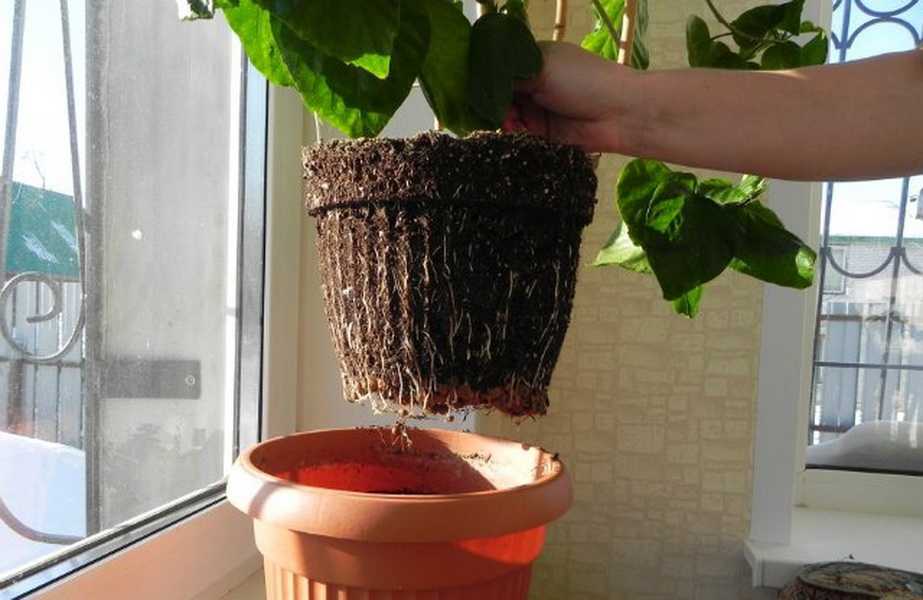 Цветок руэллия: фото и уход в домашних условиях за растением