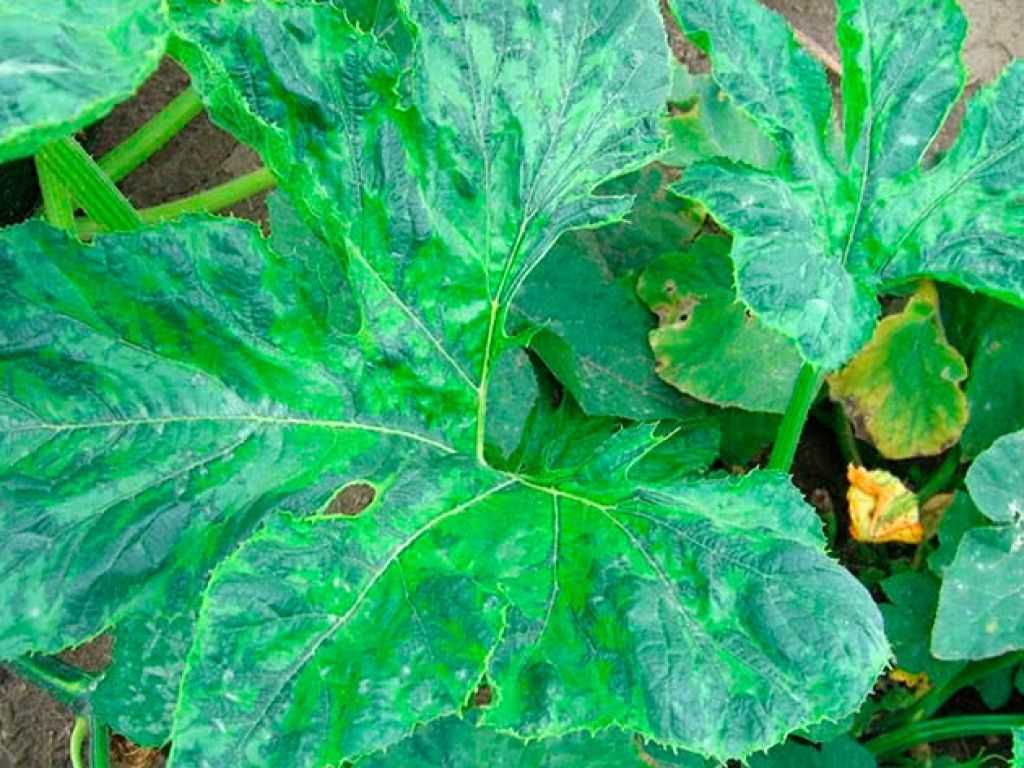 Болезни растений: мозаика. методы защиты и профилактики садов и огородов