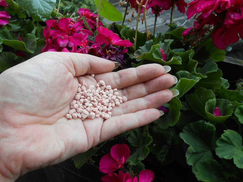 Выращивание гацании из семян (43 фото): как сажать на рассаду в домашних условиях? когда сеять? как выглядят семена и как их собрать? хитрости посева и уход