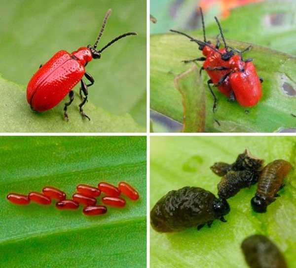Как избавиться от жука листоеда - средства борьбы, профилактика