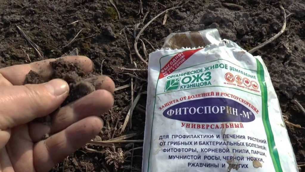 Фитофтороз томатов и картофеля – что делать производителям культур — agroxxi