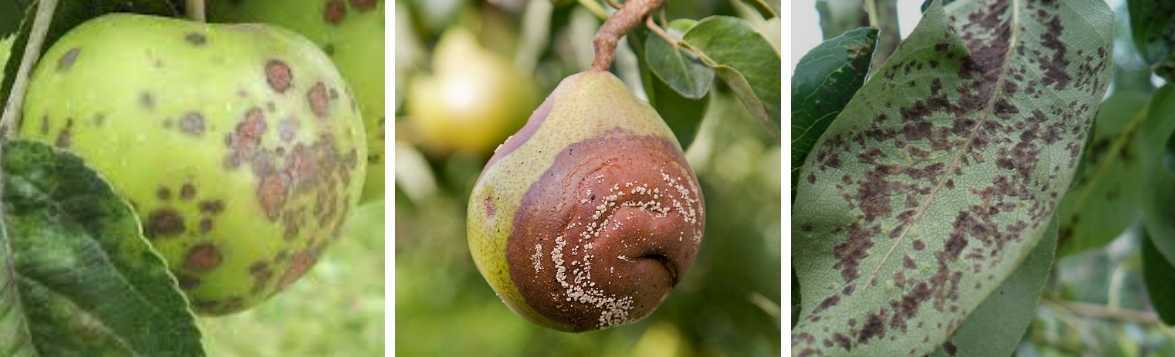 Болезни яблонь и способы лечения