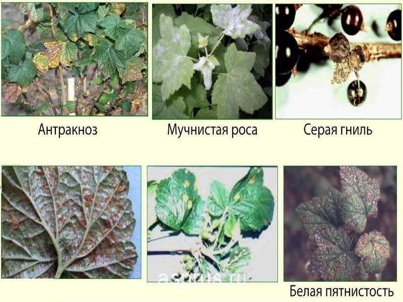 Болезни смородины по листьям фото и название и описание