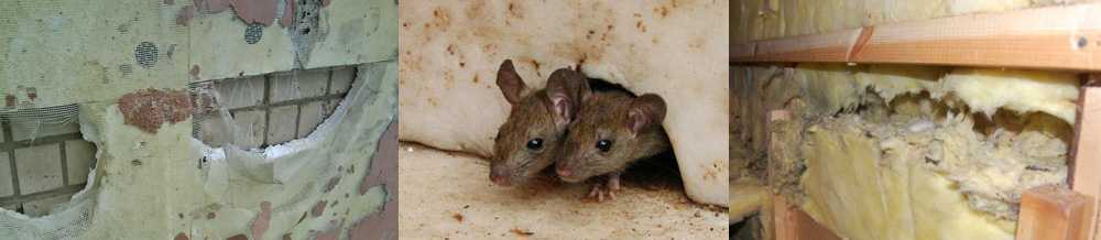 Защита брусового дома и бани от грызунов - металлические сетки от мышей