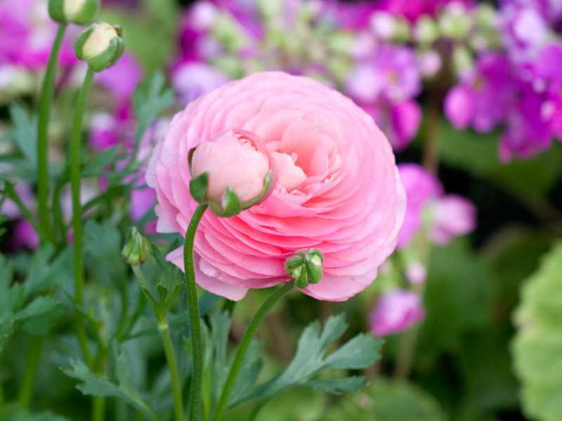 Посадка и уход за ранункулюсами (20 фото): выращивание лютиков в саду в открытом грунте. когда выкапывать цветы на хранение? как хранить лютики после цветения? как сажать в домашних условиях?