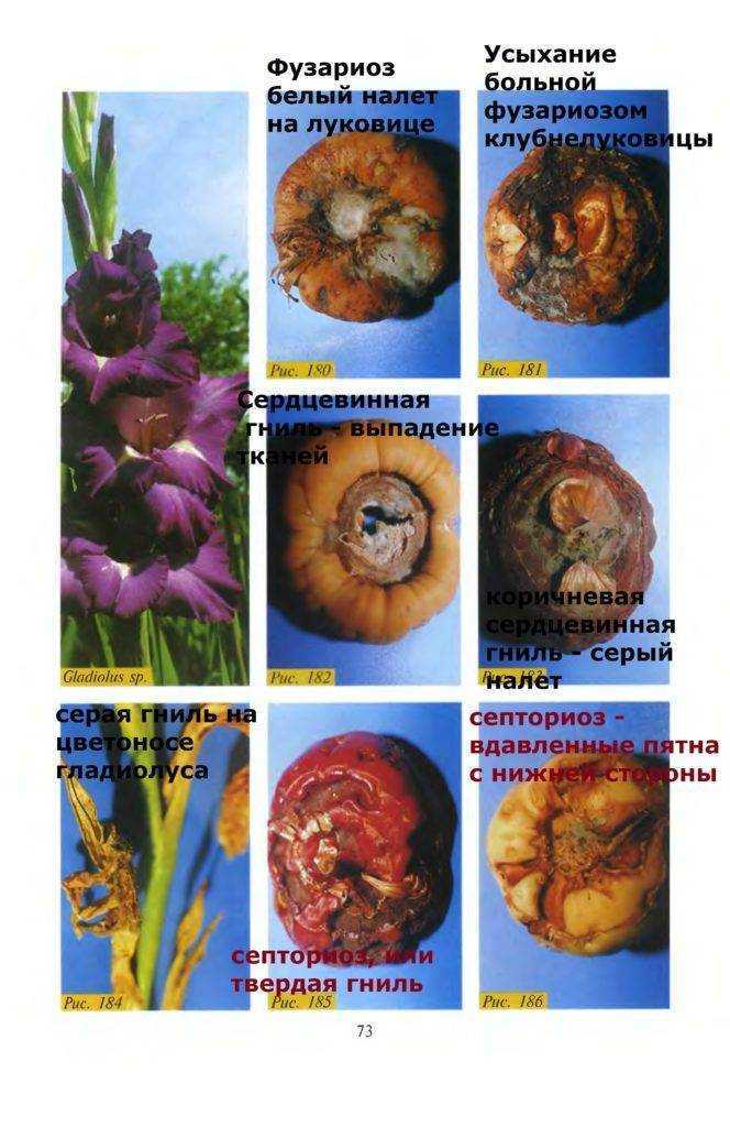 Трипс цветочный западный | справочник пестициды.ru