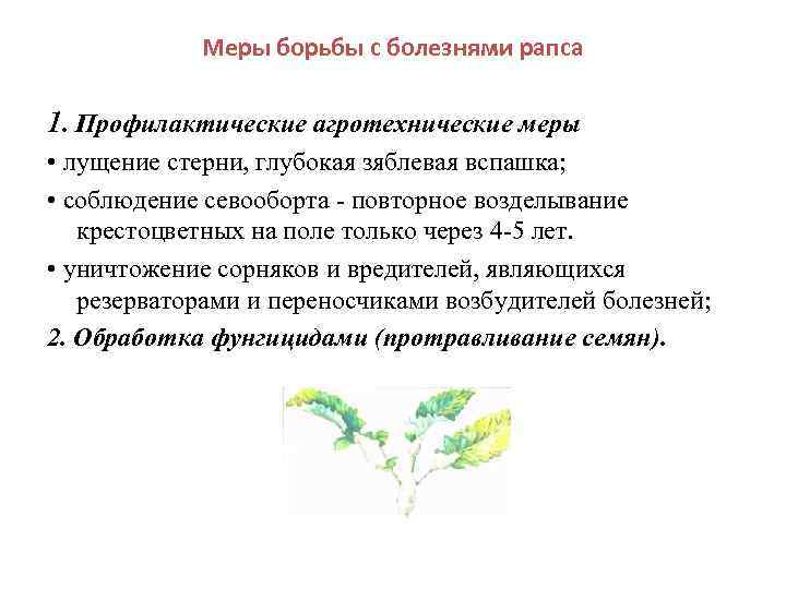Роса мучнистая зерновых культур