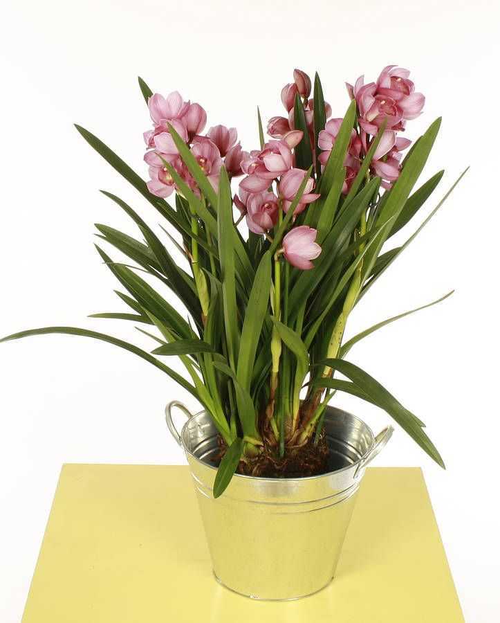 Что нужно знать для успешного размножения орхидеи в домашних условиях. как быстро получить цветущее растение