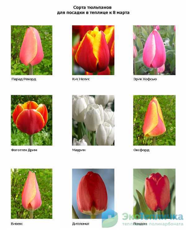 ✅ тюльпаны триумф сорта и фото - питомник46.рф