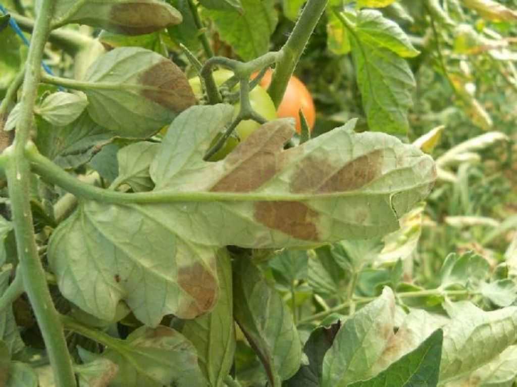 Болезни листьев томатов описание с фотографиями