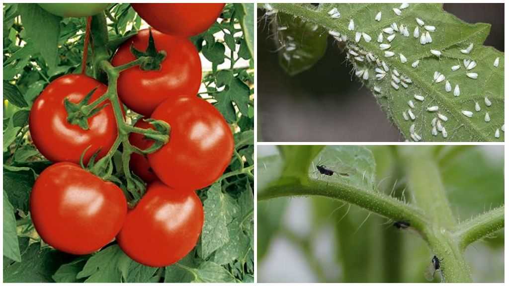 Методы борьбы с белокрылкой на помидорах с помощью химических и народных средств