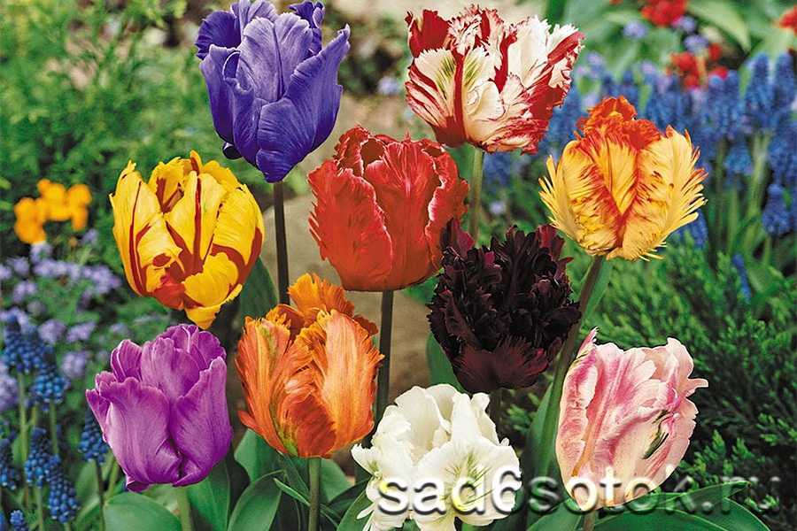 Август - самое время выбирать, какие сорта тюльпанов у вас будут цвести весной на supersadovnik.ru
