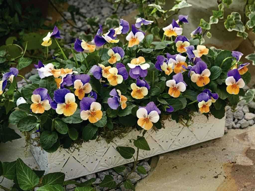Виола с маленькими цветками