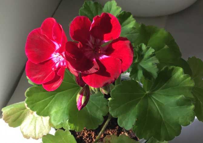 Пеларгония с темно красными цветами