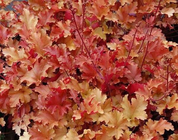 Гейхера «Мармелад» – декоративный гибридный кустарник с шикарной палитрой цветов на листьях. Каково описание сортов «Лайм мармелад» и «Берри мармелад»?
