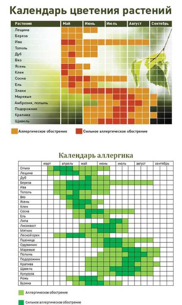 Календарь пыльцы. Календарь аллергика цветения растений-аллергенов. Календарь цветения для аллергиков 2022 в Москве. Сроки цветения растений таблица. Таблица цветения для аллергиков.