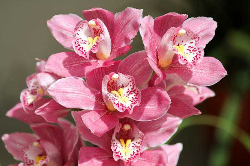 Орхидея цимбидиум: уход в домашних условиях, выращивание, полив, пересадка и размножение бульбой, фото и видео появления стрелочки из цветка cymbidium