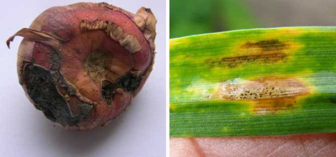 Чем обработать гладиолусы от трипсов: фото, как избавиться, вывести на луковицах, меры борьбы, как защитить от вредителей