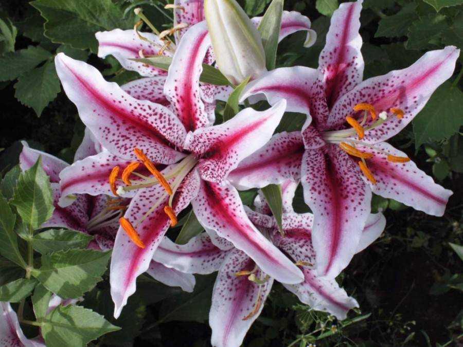 "Что такое гибридные лилии? Чем они привлекательны для садоводов? Группы и разновидности. Описание лилий LО-гибридов и LOO-гибридов. Посадка и уход. Как выглядят в ландшафтном дизайне?