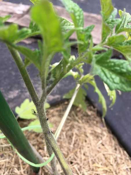 Чем уничтожить белокрылку на помидорах народными средствами