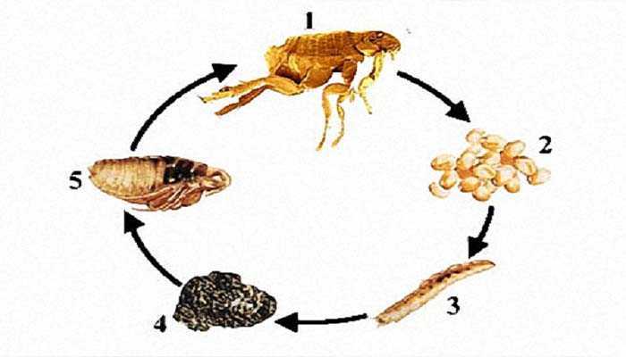 Экзотические домашние тараканы: внешние особенности и основы жизнедеятельности