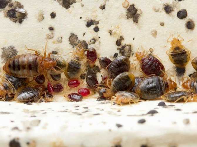 Постельные домашние клопы — внешний вид и их укусы, чего боятся паразиты