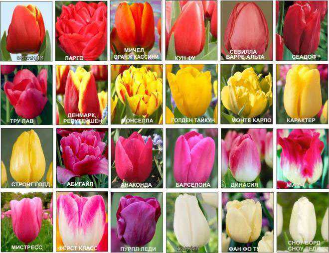 Белые тюльпаны: названия и описания сортов, правила посадки, особенности выращивания