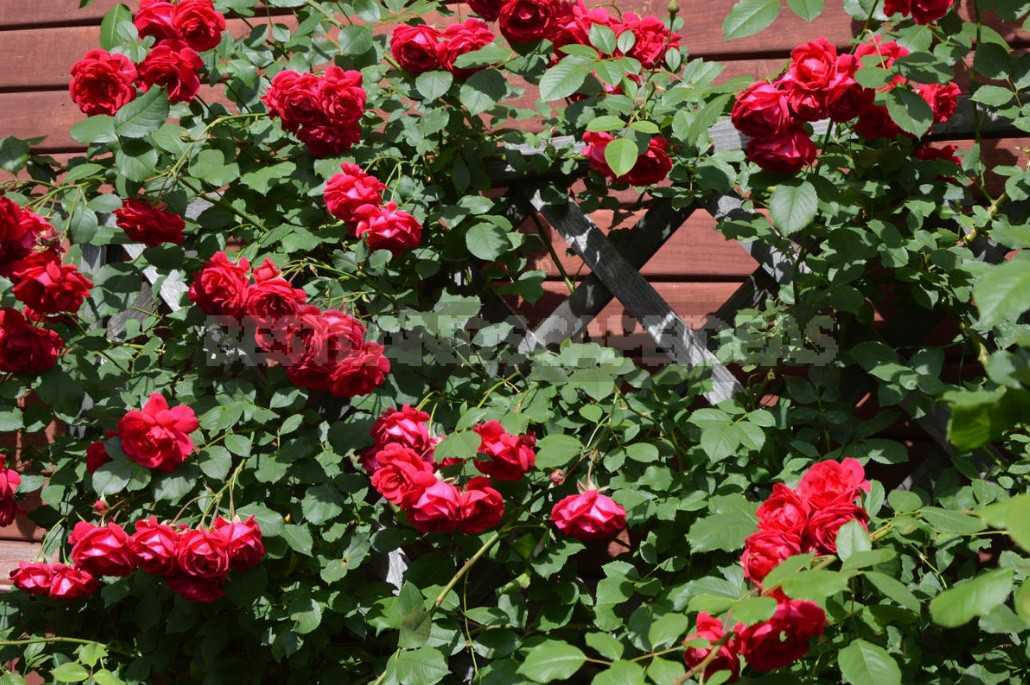 Самые лучшие сорта плетистых роз для выращивания в россии в 2021 года.