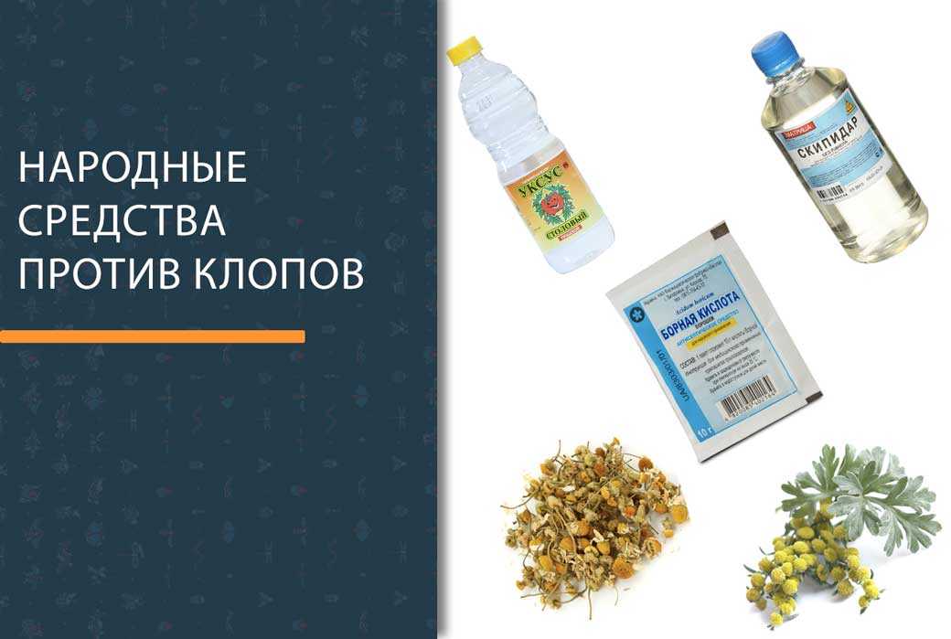 Как вывести клопов