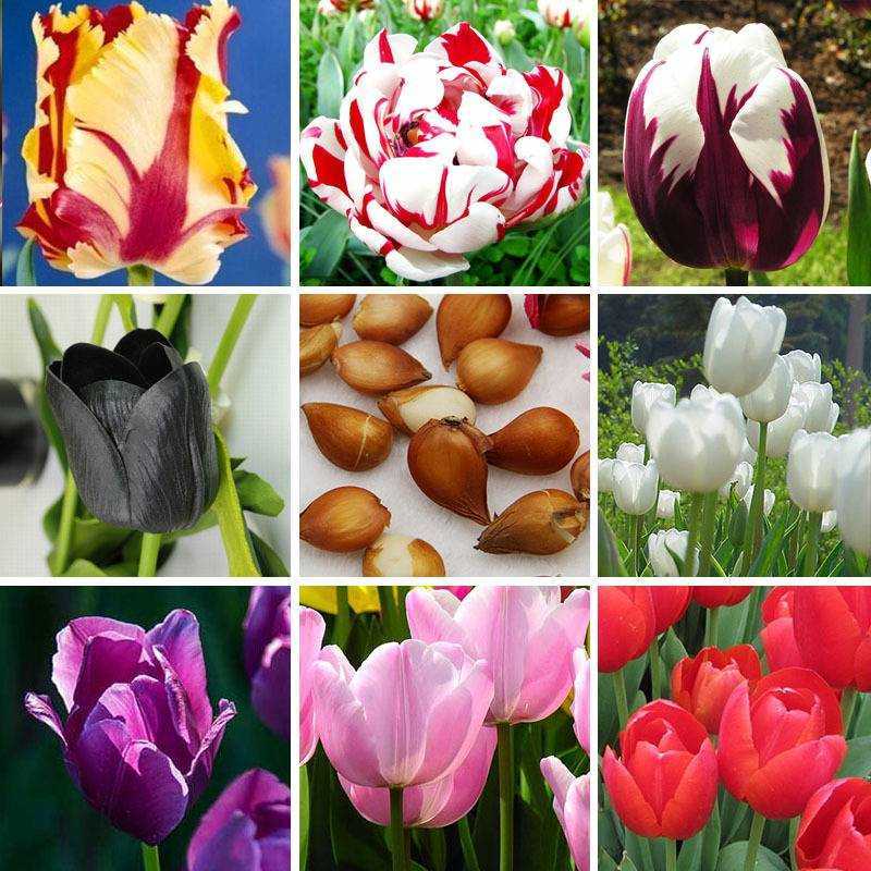 Тюльпаны – виды и сорта