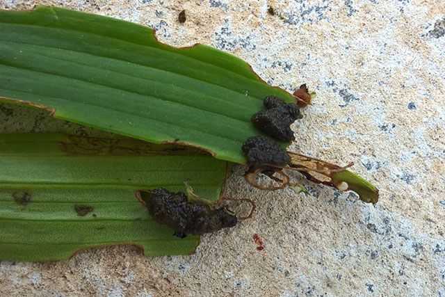 Какие жуки являются вредителями и как от них избавиться?