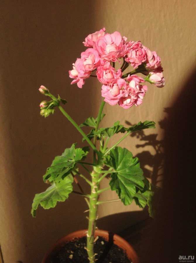 Пеларгония анита: фото растения, описание цветка, особенности ухода за ним и рекомендации по размножению