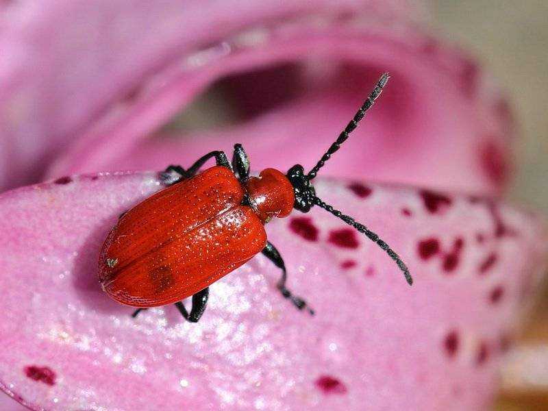 Эффективная борьба с красными жуками на лилии