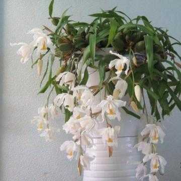Садовые орхидеи – пальчатокоренники