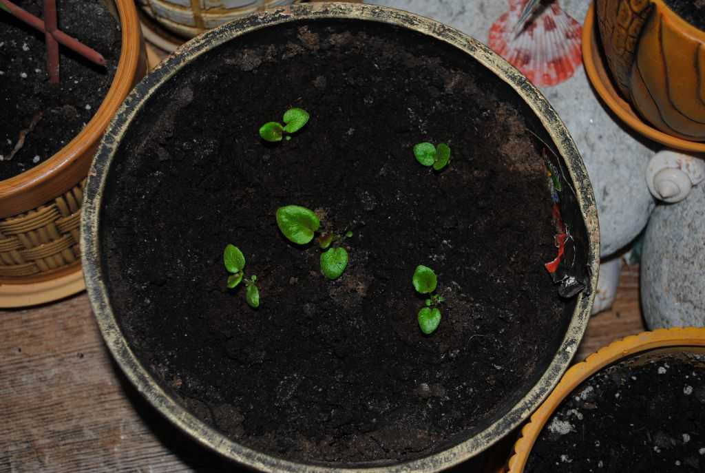 Как вырастить бегонию из семян в домашних условиях? | огородник