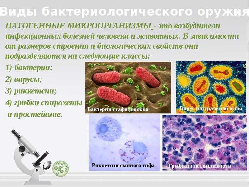 Заболевания которые являются бактериями. Бактерии вирусы риккетсии грибки. Автогенные микроорганизмы.