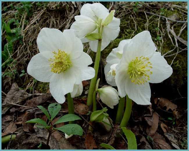 Цветок морозник: фото и описание растения, посадка, уход и виды морозника
