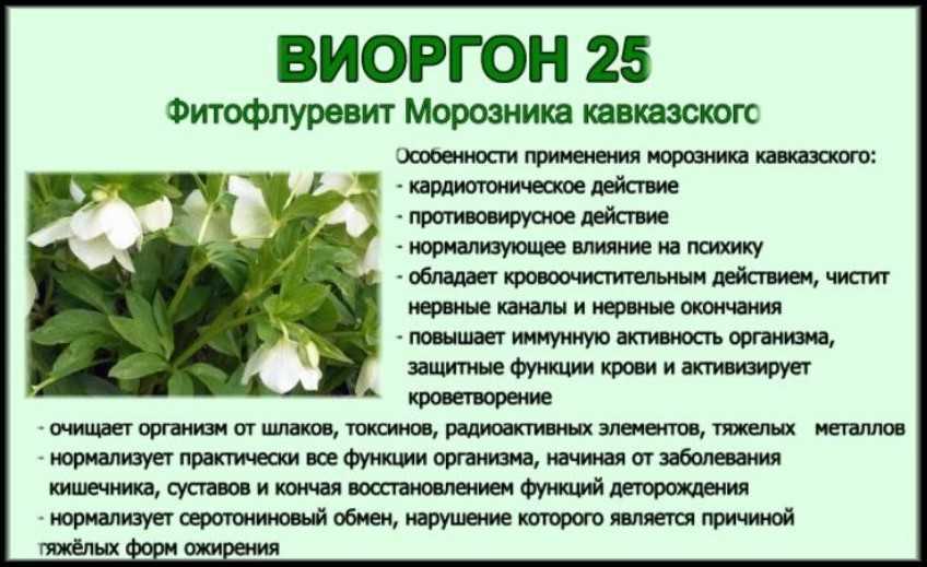 Морозник: посадка и уход, виды и сорта, особенности выращивания в открытом грунте, фото, отзывы садоводов - sadovnikam.ru