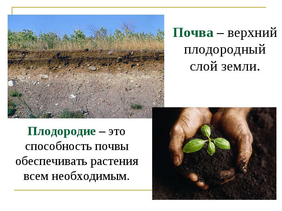 Какая почва менее плодородна. Плодородие почвы. Почва плодородие почвы. Повышение плодородия почвы. Что обеспечивает плодородие почвы.