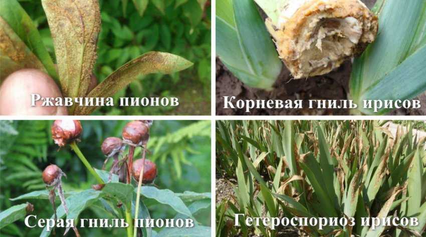 Как удалить отцветший. Как удалить отцветший