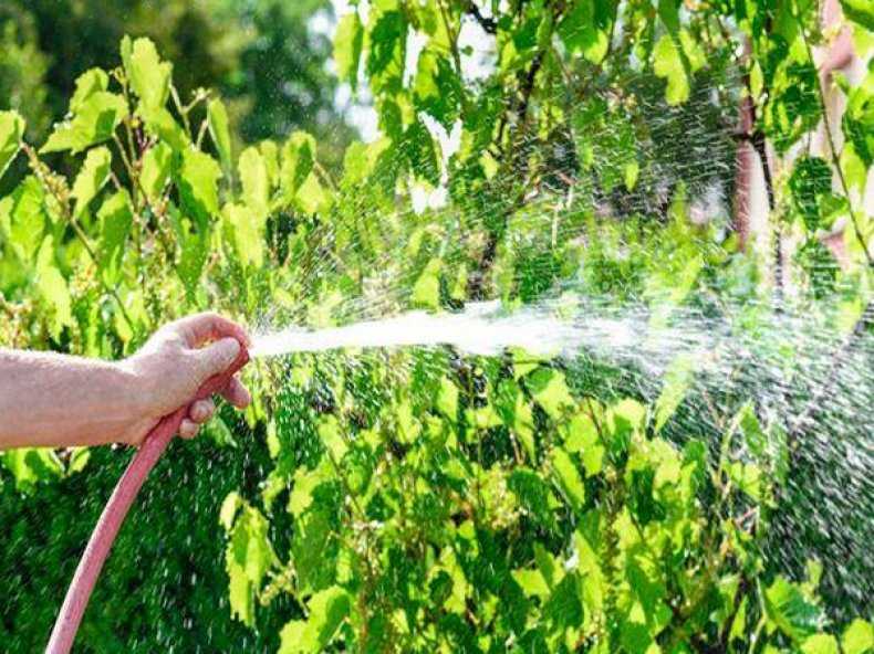 Полив деревьев: как часто и как правильно поливать плодовые деревья .