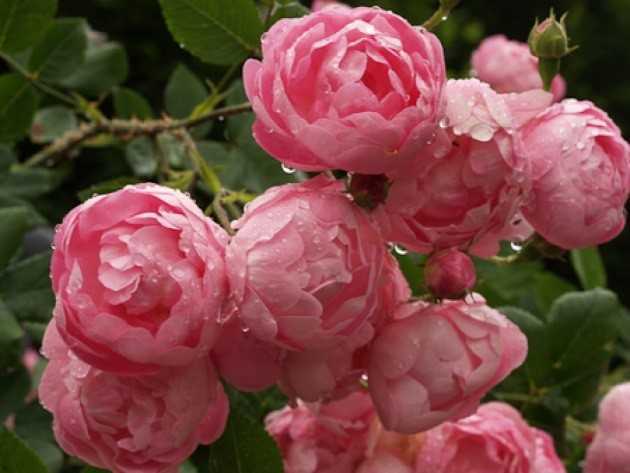 Розовая роза (40 фото): описание сорта «эдем» и других, особенности растений с нежно-розовыми, розово-зелеными и бледно-розовыми цветками