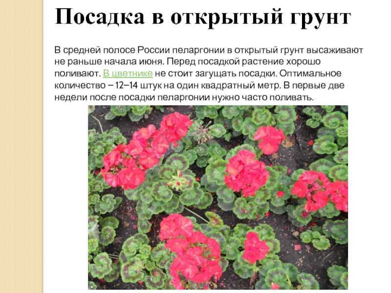 Герань: виды и сорта на supersadovnik.ru